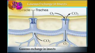 GASEOUS exchange in INSECTS [upl. by Furlong298]