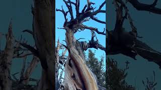 Methuselah in the oldest known living nonclonal trees in the world [upl. by Asilem]