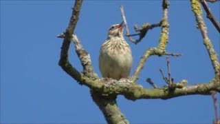 Singing Woodlark [upl. by Ynna822]