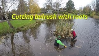 How to use a scythe alternatively Cutting bulrush with roots [upl. by Flyn485]