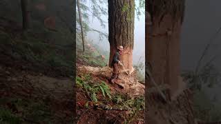 Cutting trees forest lumberjackchainsaw hardware tools viralvideo foryou [upl. by Derwin763]