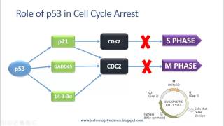 p53 Structure and Function  Cell Cycle Regualtion amp Apoptosis [upl. by Nairot]