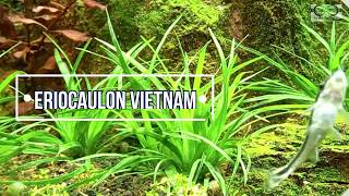 Eriocaulon vietnam cuidados [upl. by Namaj]