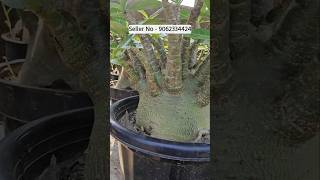 arabicum plant big collection online sell at low price wholesale nursery kolkata [upl. by Arlette]