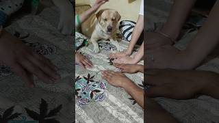 galla teri mithiya 😍😍  labra rubi youtubeshorts labradordogtrendingshortsviralsongslabrador [upl. by Bitthia]