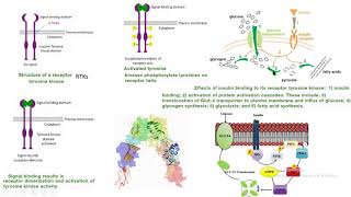 insulin GLUT4 RTKs receptor tyrosine kinase tirosina cinasa akt PKB PDK biochemistry bioquímica [upl. by Yema]