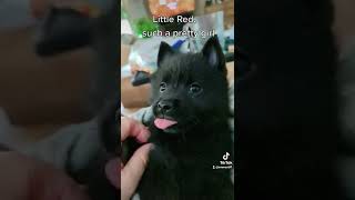 schipperke puppy [upl. by Arin]