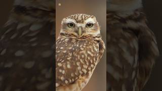 Owl Sounds  Burrowing owl [upl. by Ramuk390]