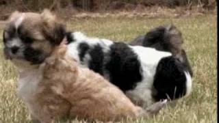 Dogs 101 Lhasa Apso [upl. by Aynik]