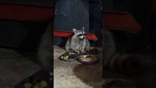 Raccoon Enjoys Eating Grapes raccoon raccoonvideos wildanimals raccoons shorts [upl. by Ynnep401]