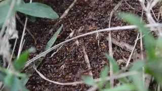 Massive Ant War European Fire Ants in Ontario Canada [upl. by Kinata]