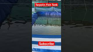 Fish Farming ytshorts viralshorts fishtank [upl. by Weide465]