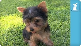 Yorkie Puppies First Time on Grass  Puppy Love [upl. by Hillell]