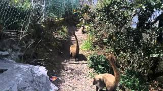 MANADA DE COATIS EN EL CERRO DE LA SILLA [upl. by Araz]