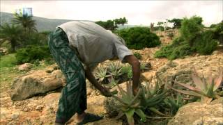 Socotra Archipelago UNESCOTBS [upl. by Ahsrat]