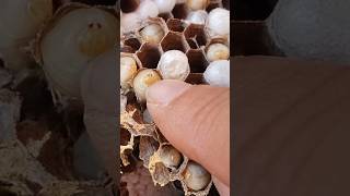 Insects this is a insects nest bees insects nest nature [upl. by Aihsem]