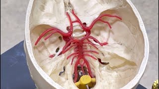 Circle of Willis Anatomy lab of JMU [upl. by Thera]