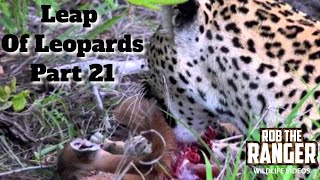 Leap Of Leopards Mother And Cubs 21 Feeding On A Newborn Impala [upl. by Annavas]