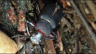 La vida de los escarabajos tenebrios Mealworm beetle [upl. by Llecram]