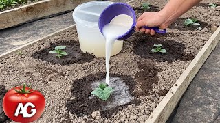 Cucumbers will grow in a moment Just pour this over the cucumber shoots [upl. by Shippee]