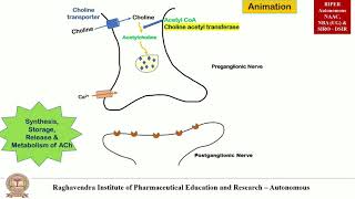 Parasympathomimetic  Synthesis Storage Release and Metabolism of Acetylcholine by Animation [upl. by Ehtiaf]