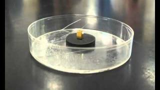 Superconductor Meissner effect [upl. by Ennayk333]