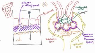 What keeps protein our of the urine Barriers to filtration [upl. by Arivle]