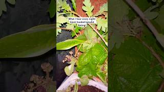 What I hear every night Katydid eating sounds asmr gianthoodedkatydid asmr giantinsects [upl. by Gilead817]