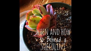 When to Cut Off Succulent to Reroot [upl. by Cris]