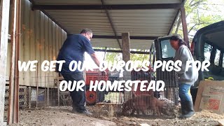 We get Durocs pigs for our homestead quotFilAm Farm life in Texasquot [upl. by Kieryt]