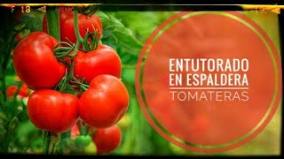 Cómo hacer un entutorado para tomateras  diario dun neno labrego [upl. by Morvin]