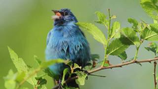 Indigo Bunting [upl. by Nylkoorb]