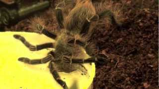 My Thirsty Tarantula Drinking Water  12242012 [upl. by Diella451]