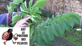 Tuto jardinagecomment faire la taille et entretien du mélianthus majormélianthusPlante vivace [upl. by Ellenaj289]