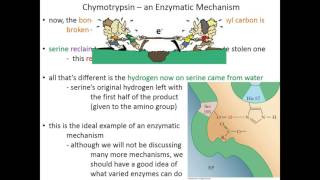 Lecture 7C Chymotrypsin Mechanism [upl. by Thurston]