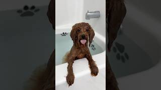 it’s bath time puppy bath asmr shorts funny dog [upl. by Sihonn]