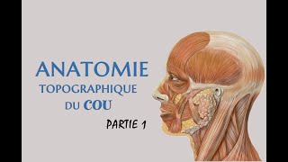 La topographie du cou  partie 1 Anatomie du Cou [upl. by Iaj]