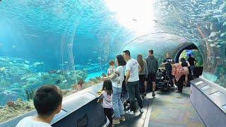 Visit With Us Ripley’s Aquarium of Canada Toronto Ontario 2023RipleysAquariumofCanada [upl. by Selimah158]