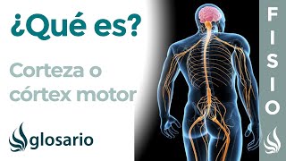 CORTEZA MOTORA  Qué es ubicación cómo trabaja partes funciones y lesiones [upl. by Ahsetal]