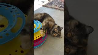 DD leker Exotic kattunge 😻🐱 cat katt kitten cute perser pets funny exotic kattunge [upl. by Grazia]