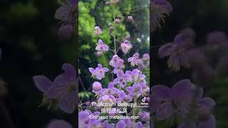 Thalictrum delavayi 偏翅唐松草 [upl. by Eltsyrk]