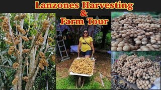 Lanzones Fruit Harvesting amp Farm Tour  Vlog Take Over  Langsat Fruit [upl. by Dray55]