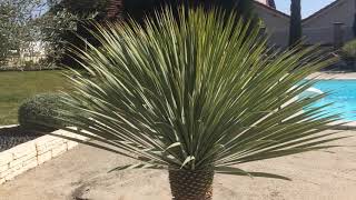 yucca rostrata le gracieux exotique rustique [upl. by Galateah]