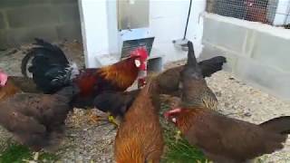 Brown Leghorn Chickens and Roosters  Breeding Flock [upl. by Nylinnej]