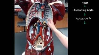 Pathways to and From the Kidneys [upl. by Cummine]