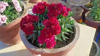 Carnation plant full care update ll how to grow carnation plant with and get more flower with update [upl. by Reklaw]