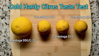 Cold Hardy Citrus Taste Test  C35 Citrange Conestoga 026 010 006 [upl. by Bishop]