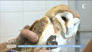 Dans lHérault les animaux sauvages ont leur hôpital [upl. by Ahteral]