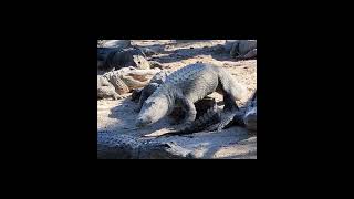 At the Everglades Gator Farm [upl. by Sheri]