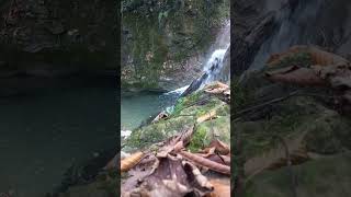 Beautiful Forest Sounds🌿🌊relaxing nature relaxation naturesounds forest calm [upl. by Enyluqcaj298]